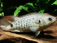 Снимка на Anabas testudineus  (Bloch, 1792)